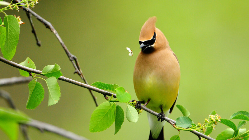 Cedar Waxwing Bird — Green, Serene, Spring, Photograph, Branch