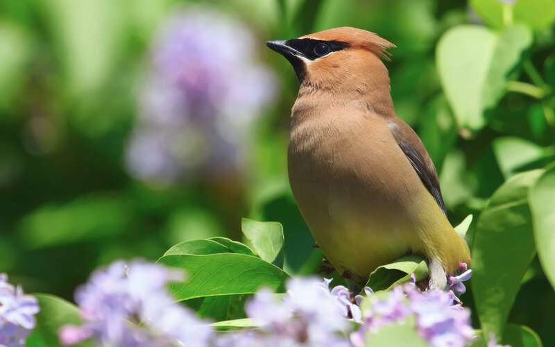 Cedar Waxwing Bird — Green, Serene, Spring, Photograph, Flowers, Leaves