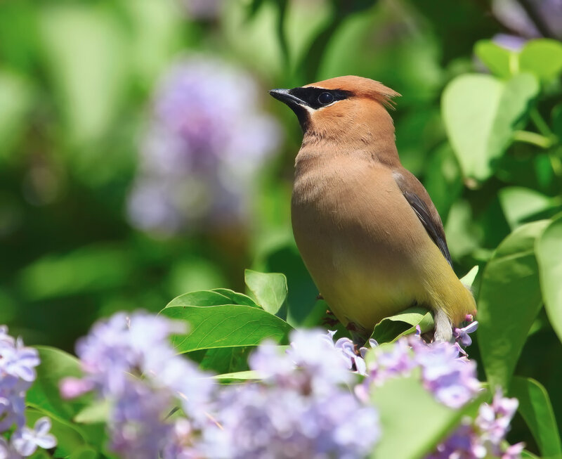 Cedar Waxwing Bird — Green, Serene, Spring, Photograph, Flowers