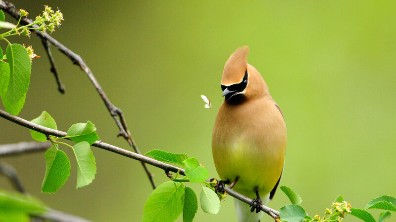 Cedar Waxwing Bird — Green, Serene, Spring, Photograph