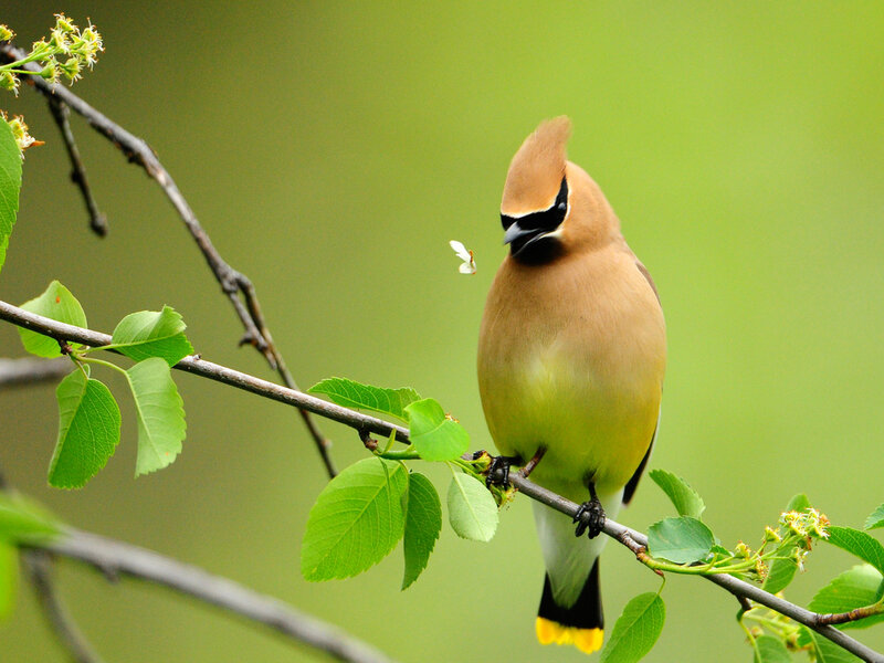 Cedar Waxwing Bird — Green, Serene