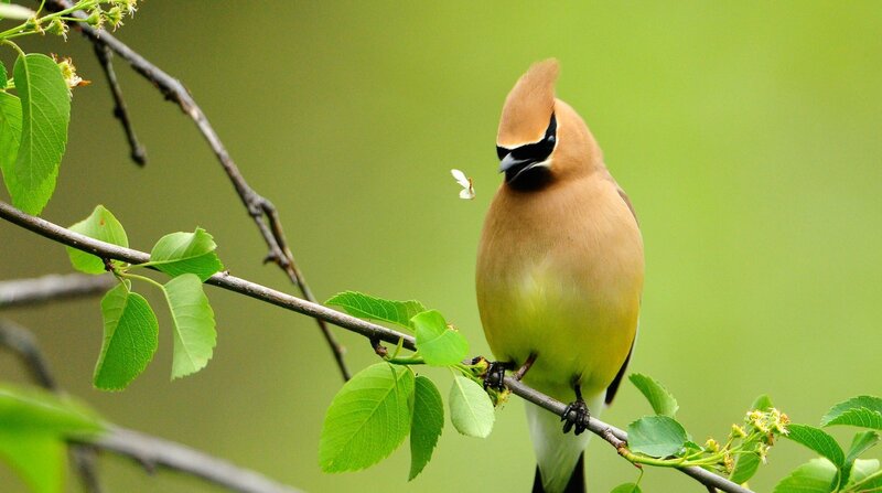 Cedar Waxwing Bird — Green