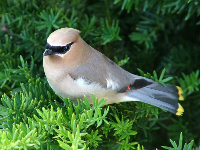 Cedar Waxwing Bird