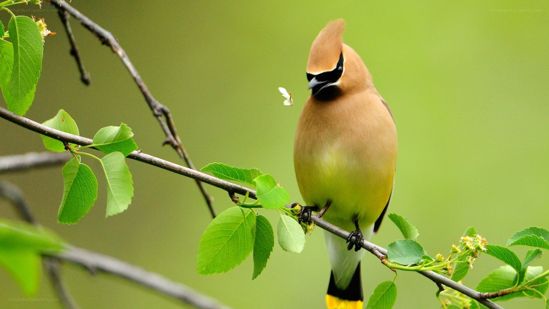 Cedar Waxwing on a branch