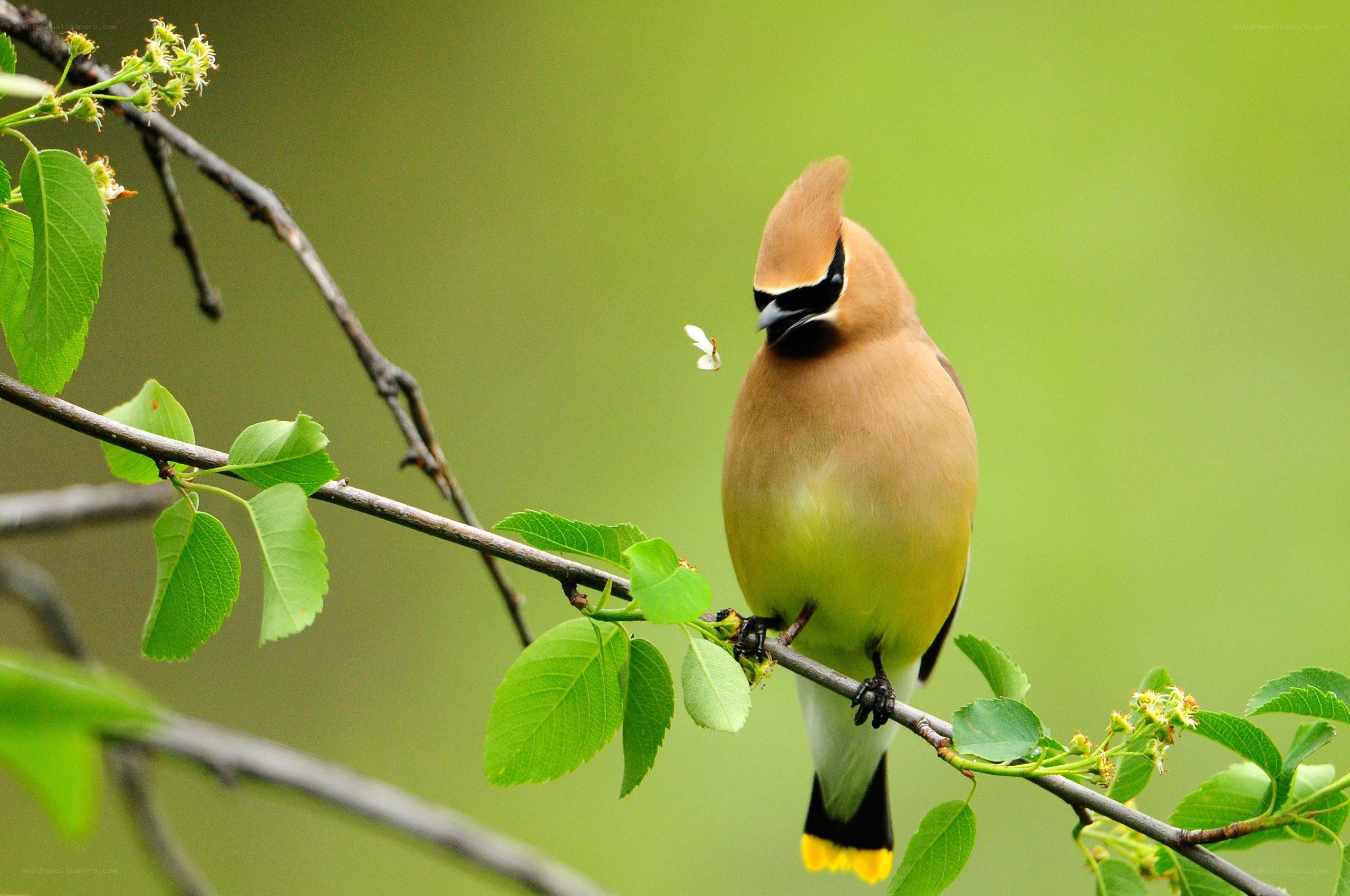 Cedar Waxwing on a branch