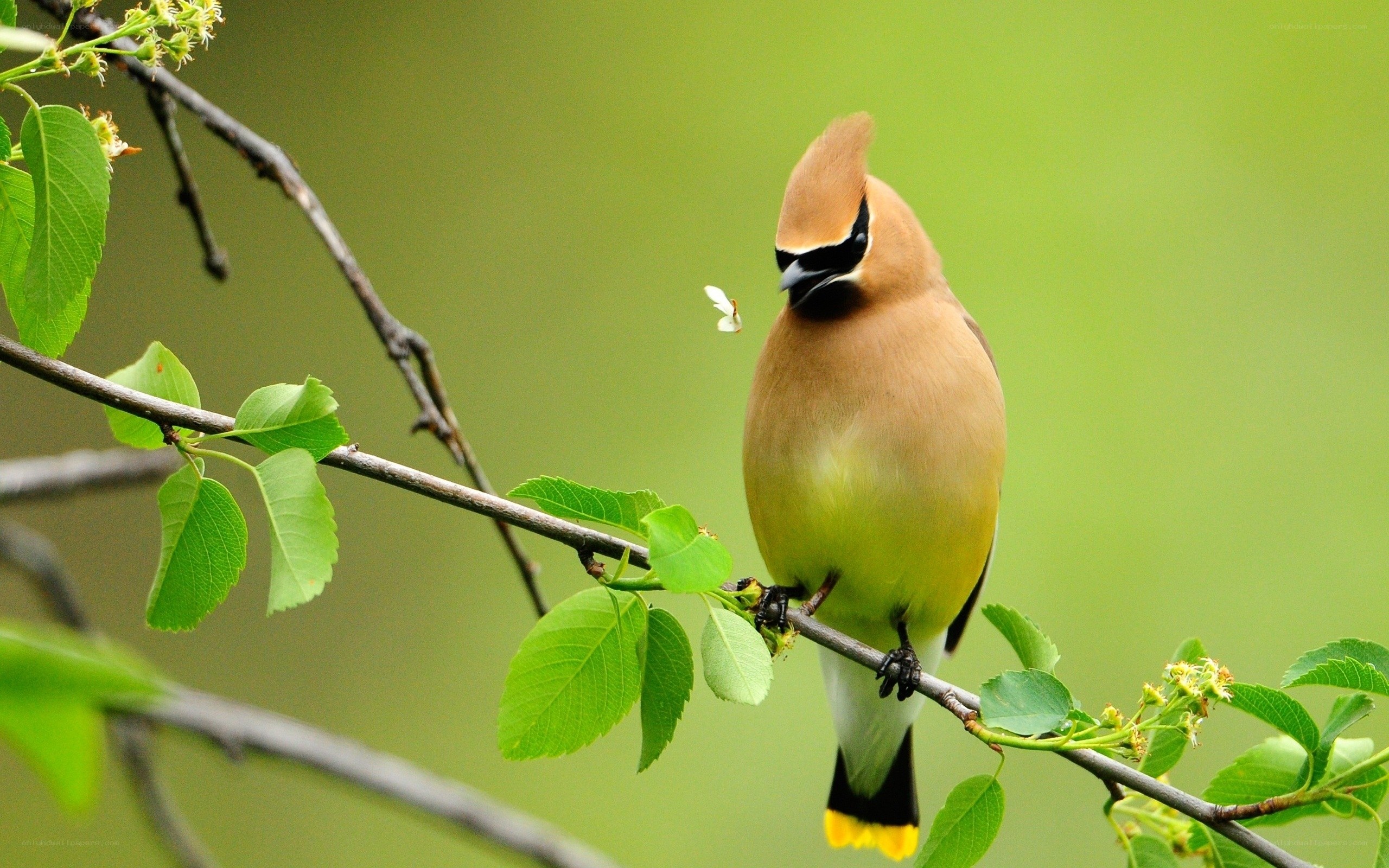 Cedar Waxwing on a Branch