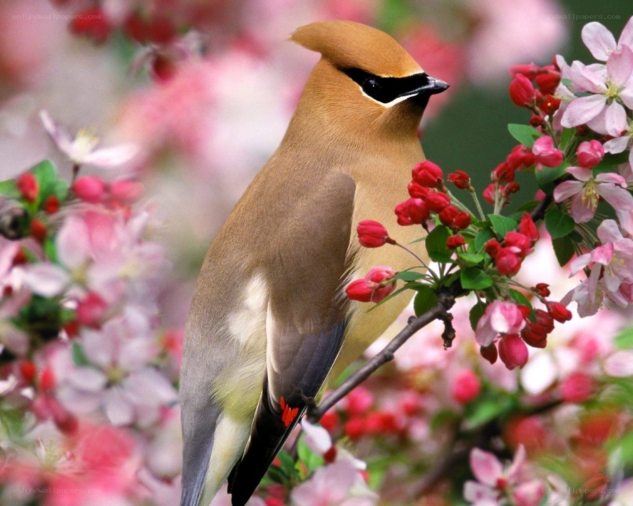 Cedar Waxwing on blossoming branch
