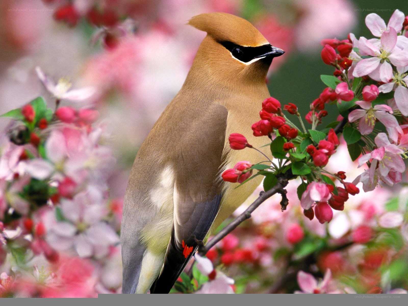 Cedar Waxwing on blossoming branch