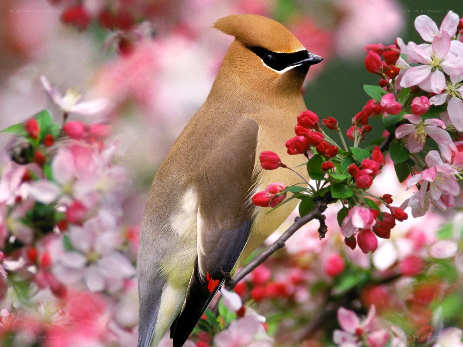 Cedar Waxwing on blossoming branch