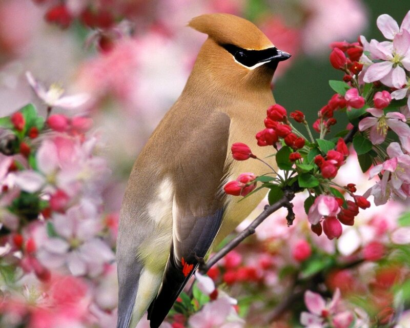 Cedar Waxwing on Branch — Brown, Serene, Spring, Photograph