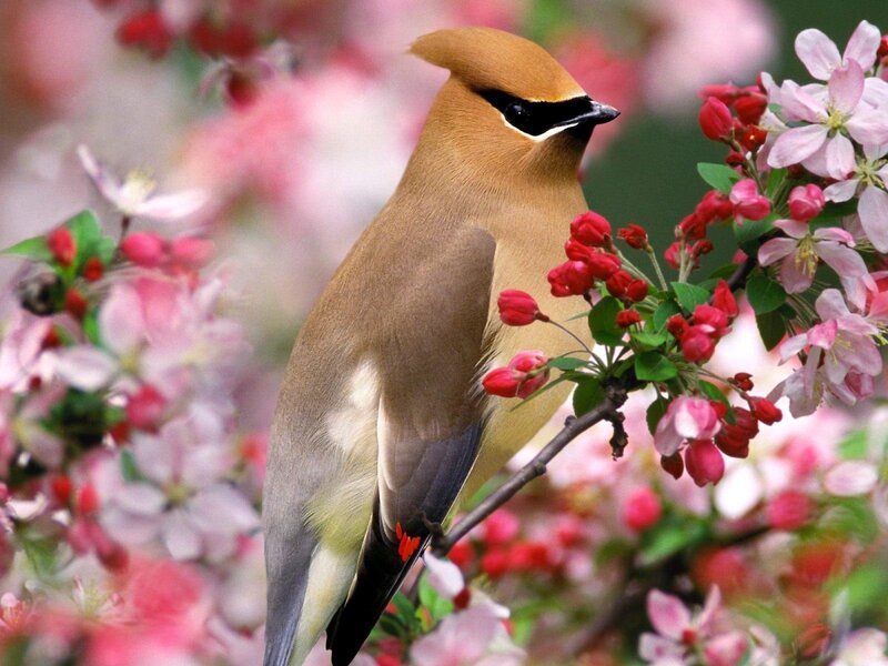 Cedar Waxwing on Branch — Brown, Serene