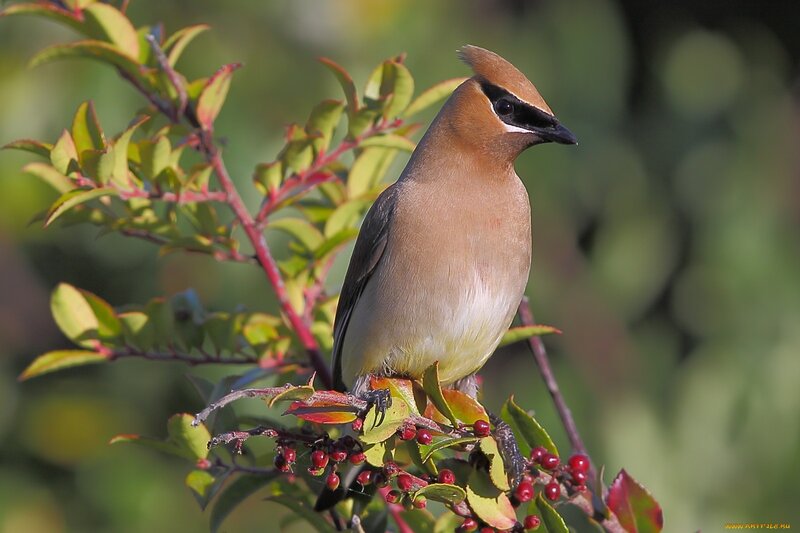 Cedar Waxwing on Branch — Brown