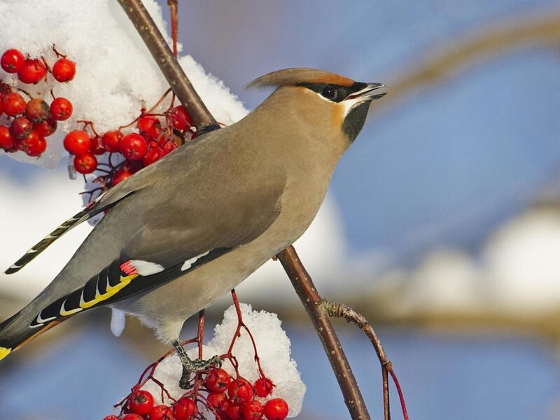 Cedar Waxwing on Branch