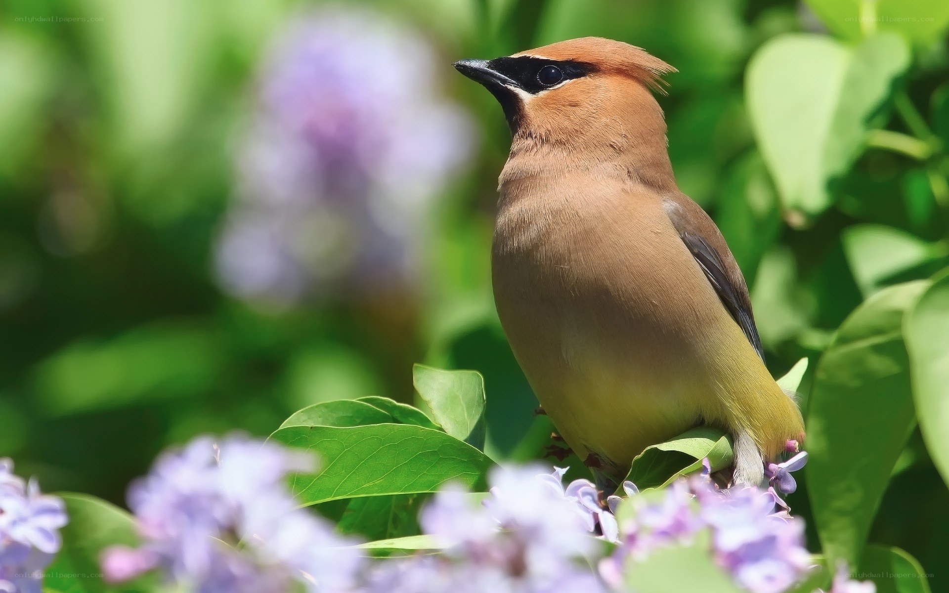 Cedar Waxwing on Lilac Bush