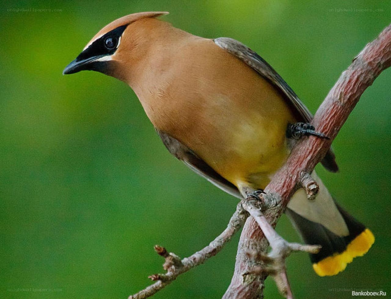 Cedar Waxwing perched on branch