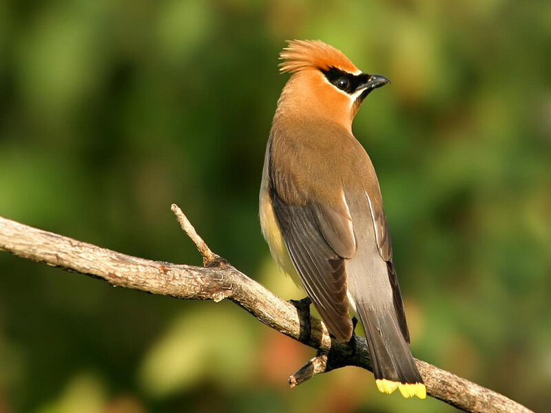 Cedar Waxwing perched on branch