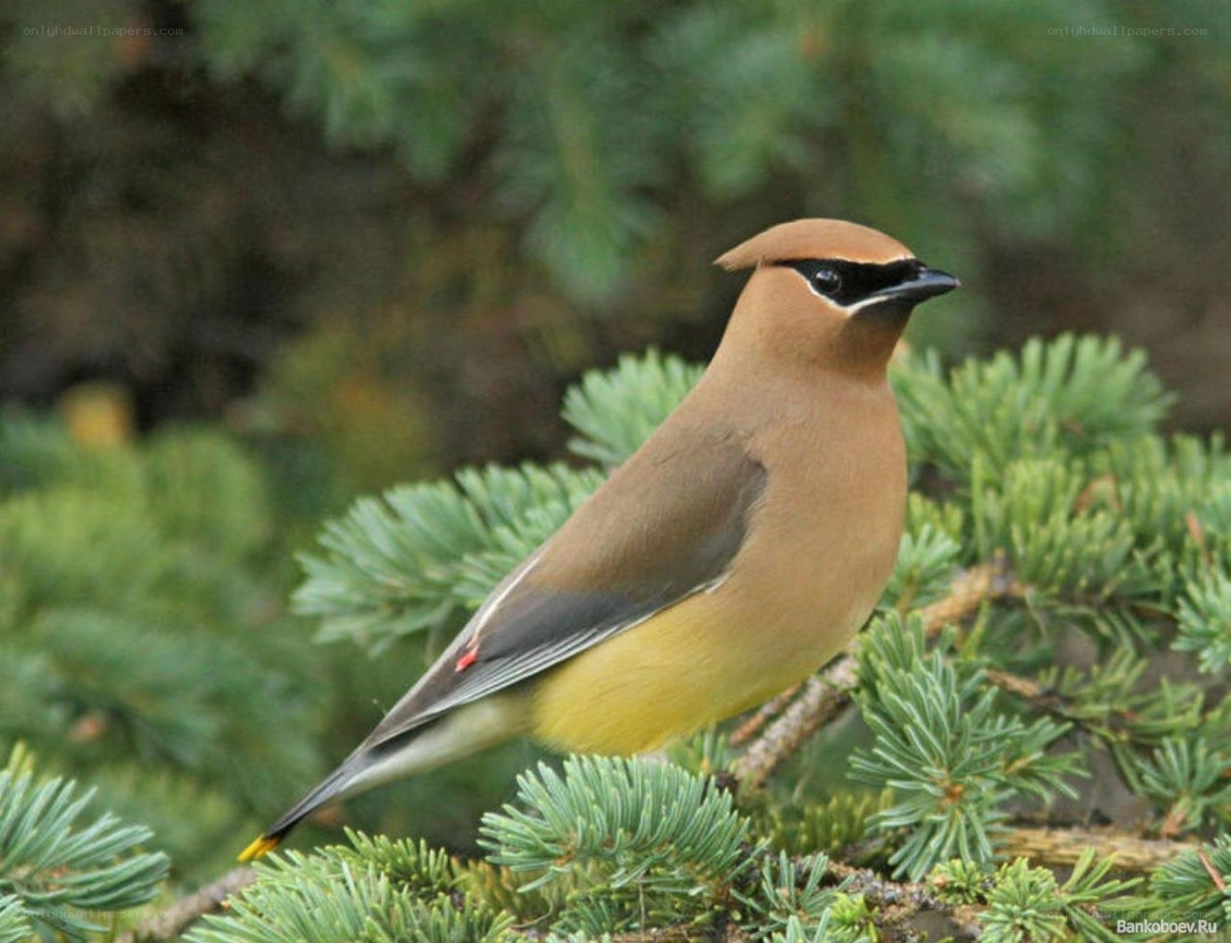 Cedar Waxwing perched on branch