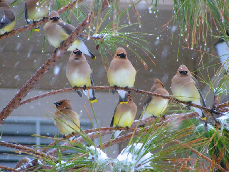 Cedar Waxwings in Snow