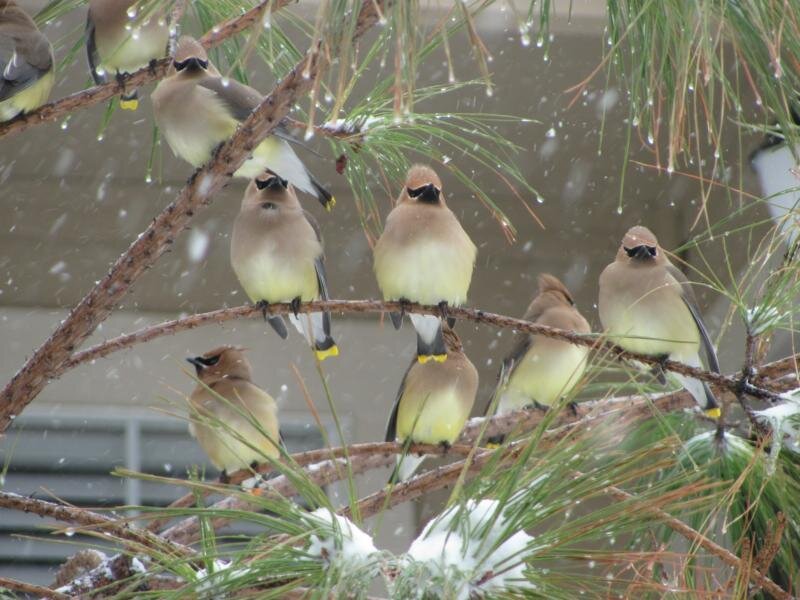 Cedar Waxwings on Branch