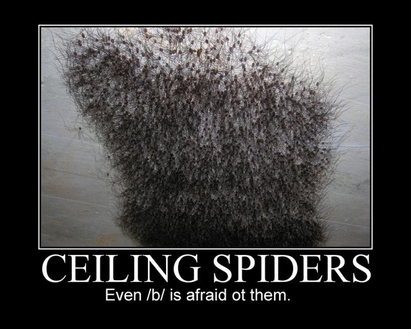 ceiling spiders