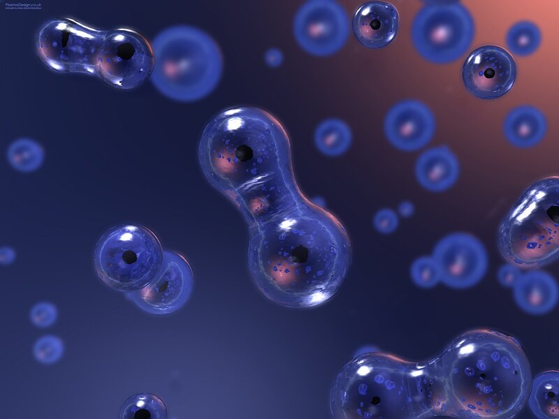 Cell division in progress