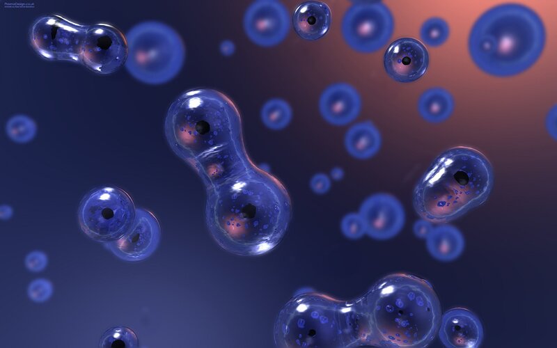 Cell division in progress