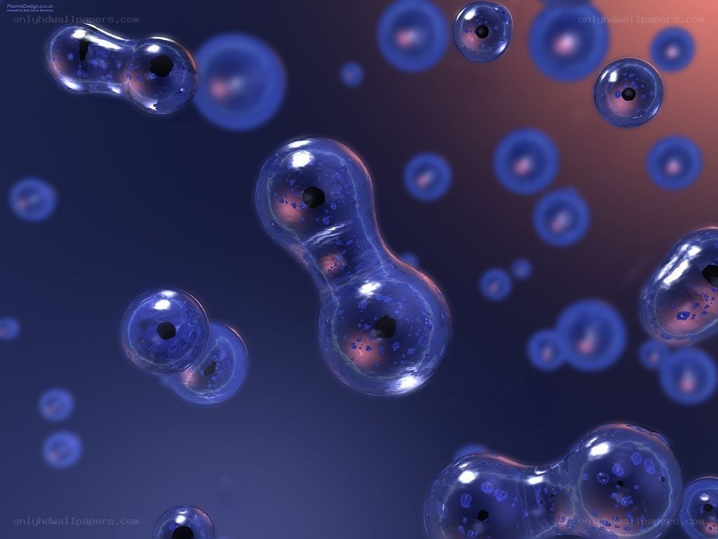 cell division process