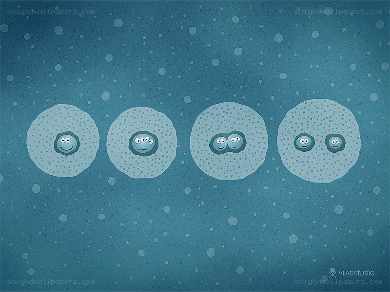 cell division process