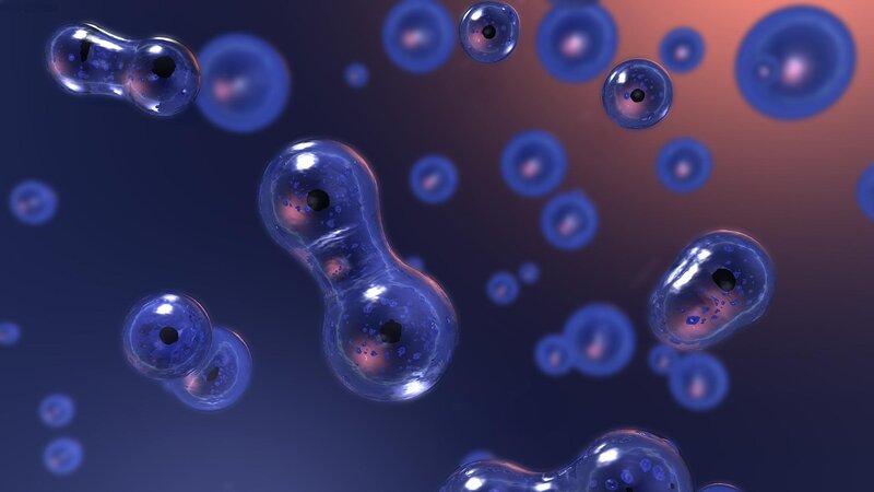 Cell division process