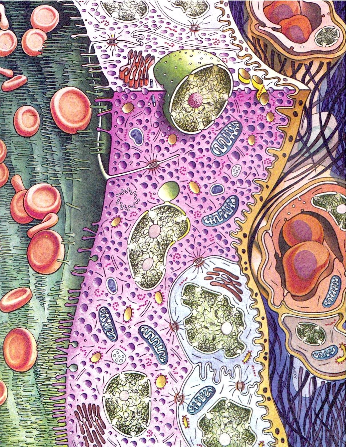 Cellular structure diagram