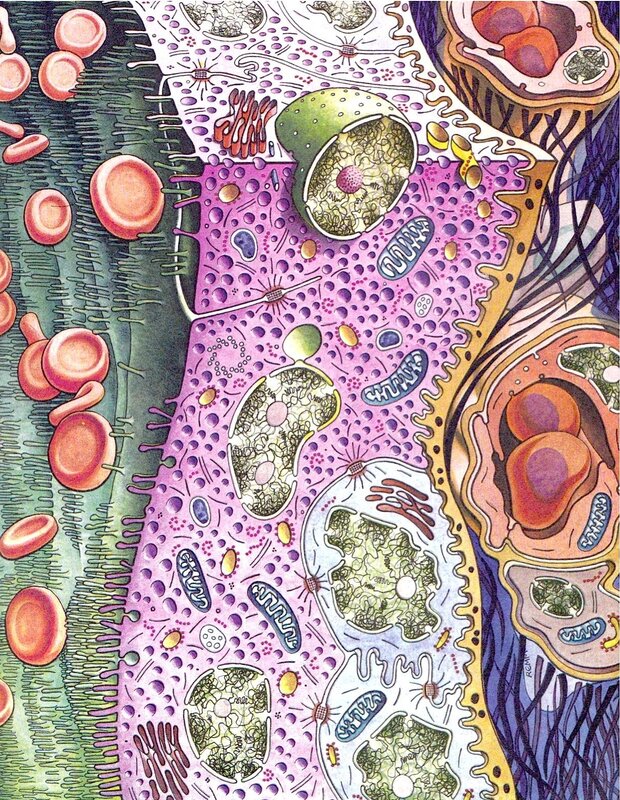 Cellular Structure — Purple
