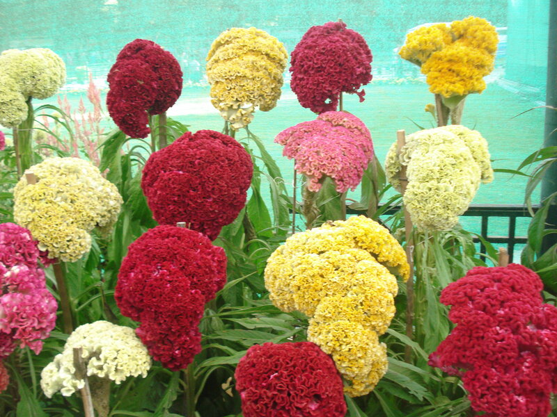 Celosia Flowers in Bloom