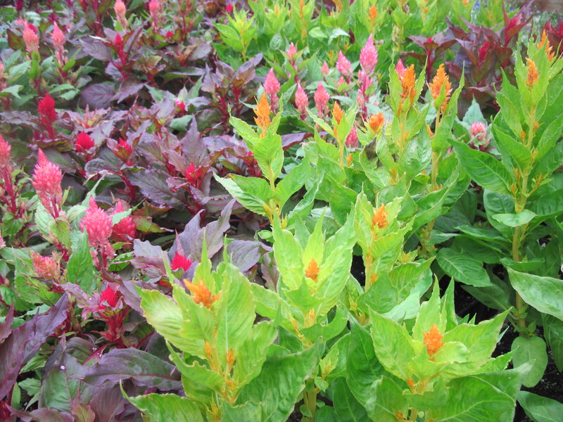 Celosia Flowers in Garden — Green