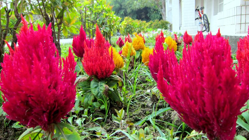 Celosia Flowers in Garden — Red