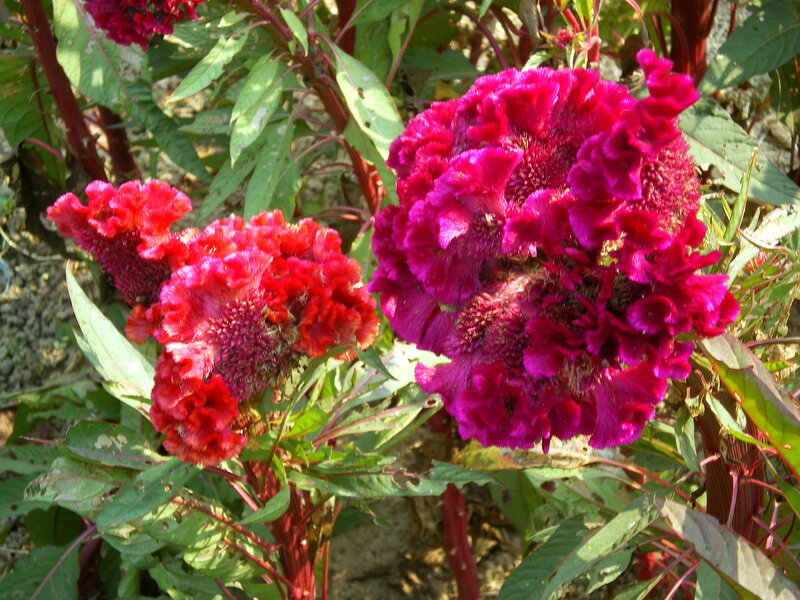 Celosia Flowers in Garden