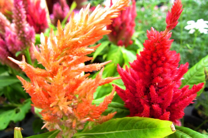 Celosia Flowers
