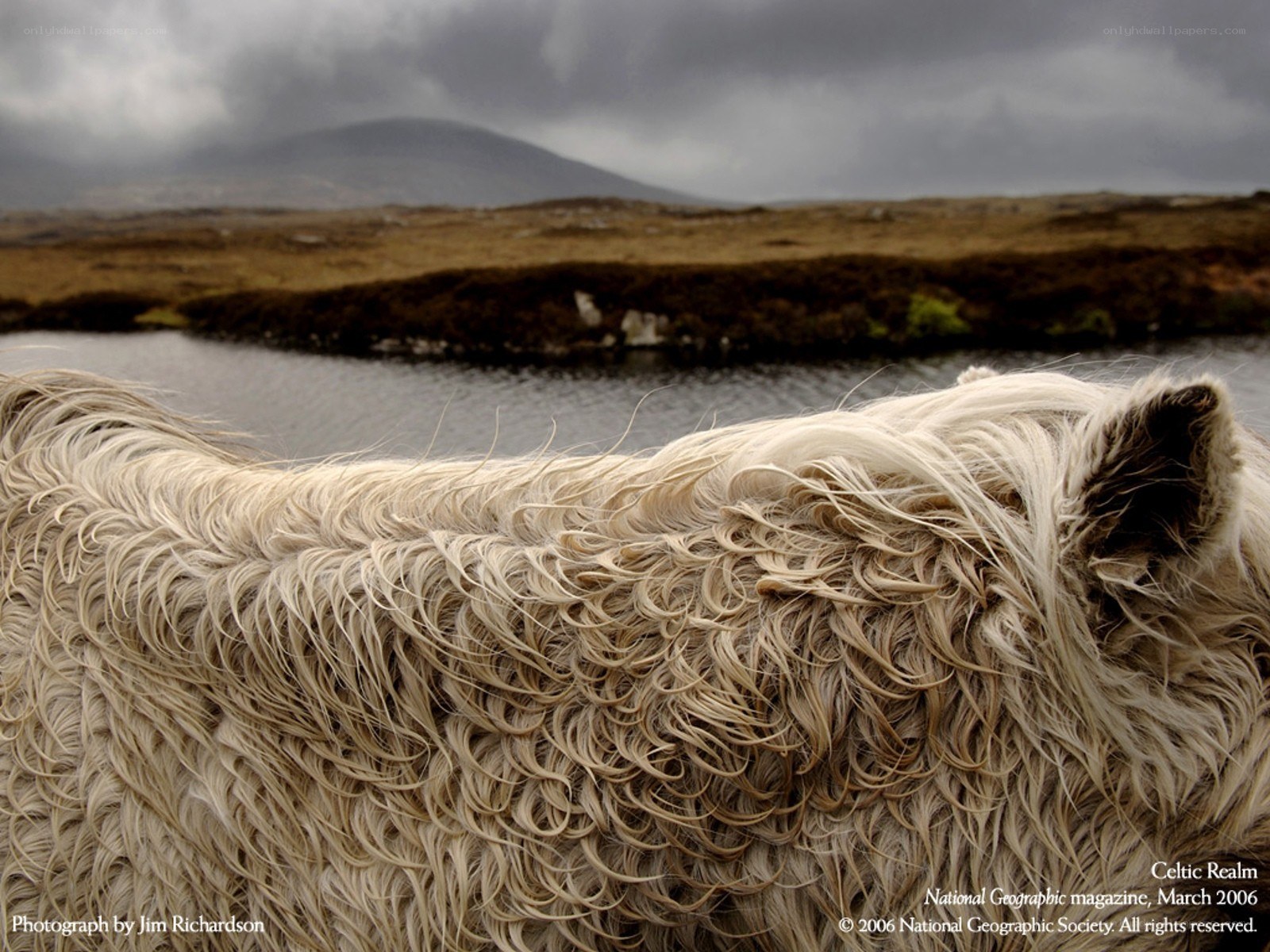 Celtic horse by a lake