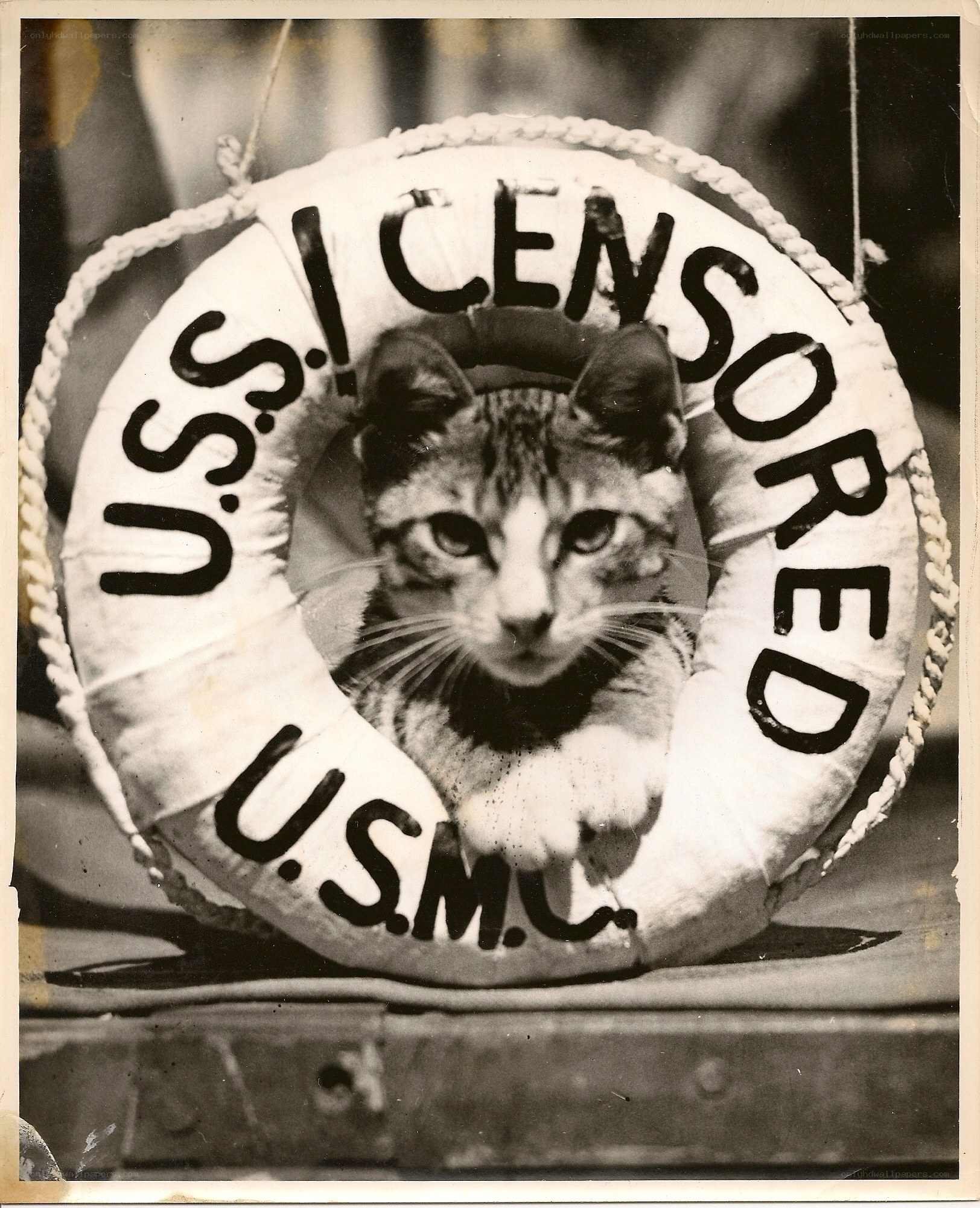 Censored cat in life preserver