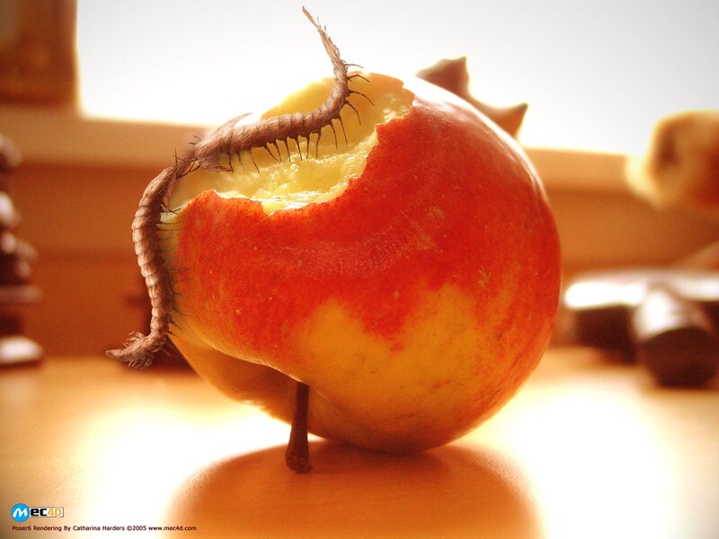 centipede eating apple
