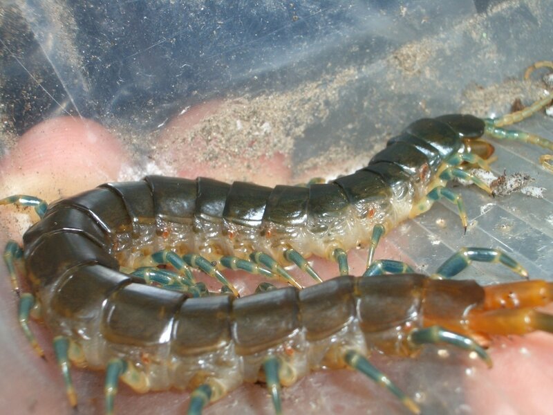 centipede in plastic container