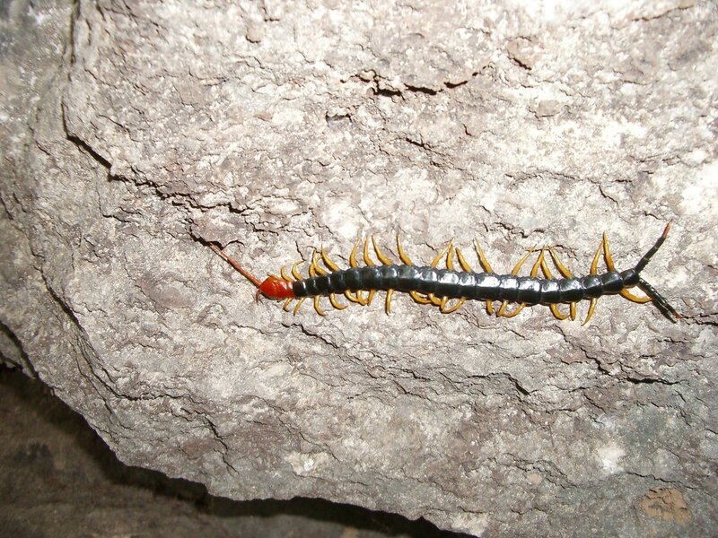 Centipede on a rock