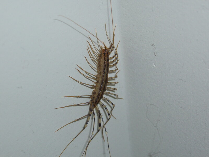 centipede on a wall