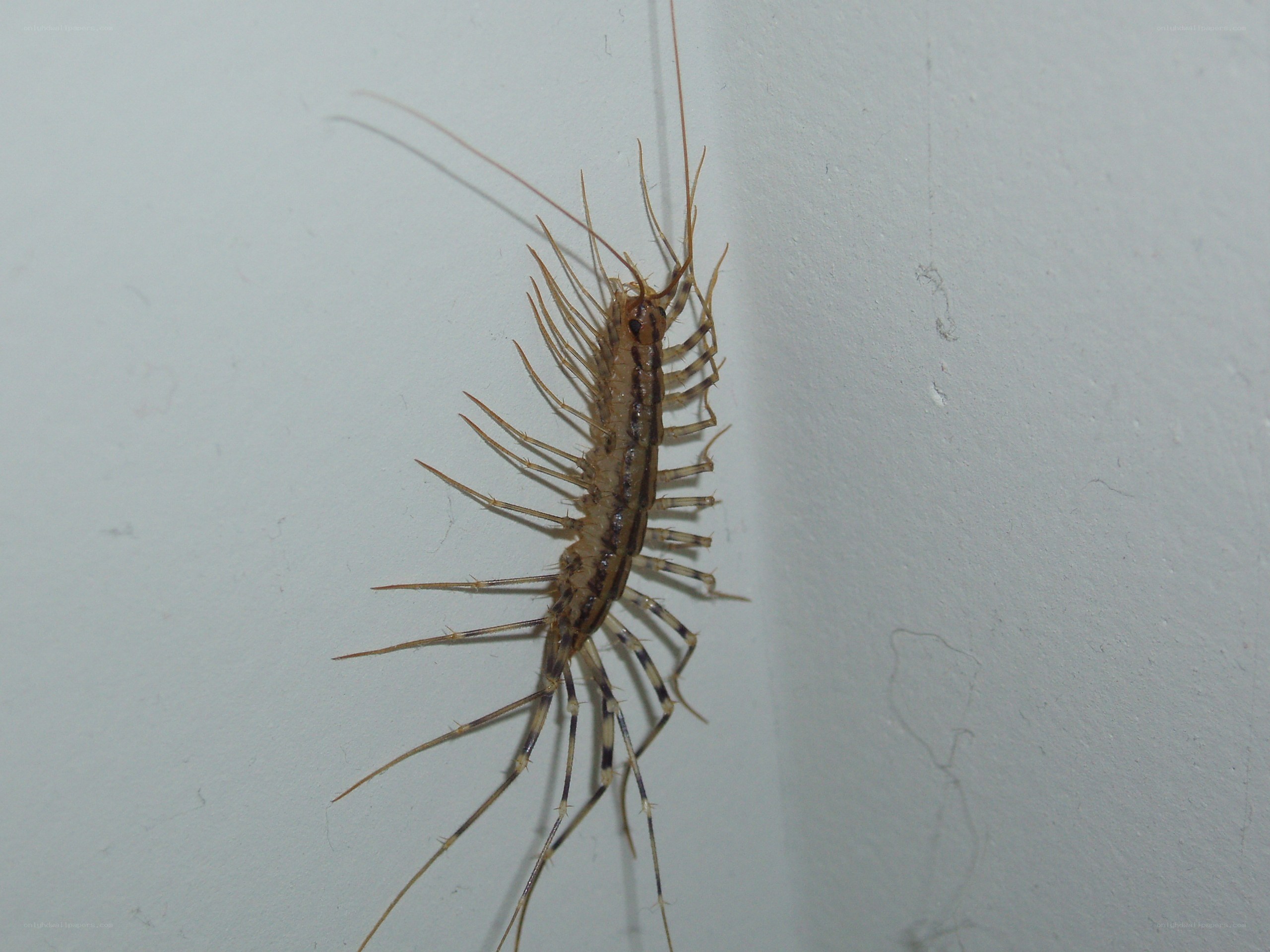 centipede on a wall