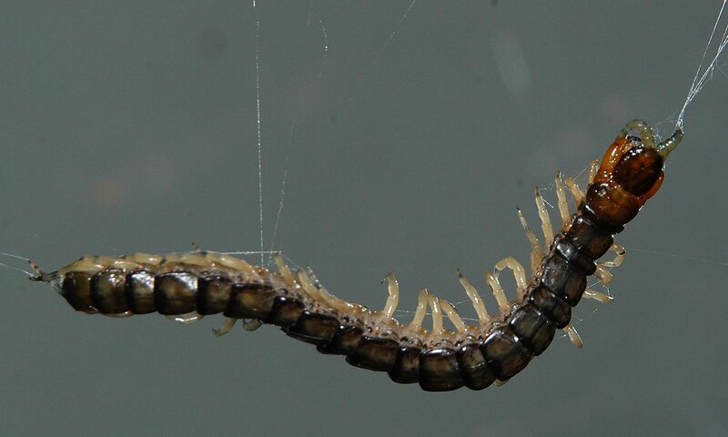 centipede on a web
