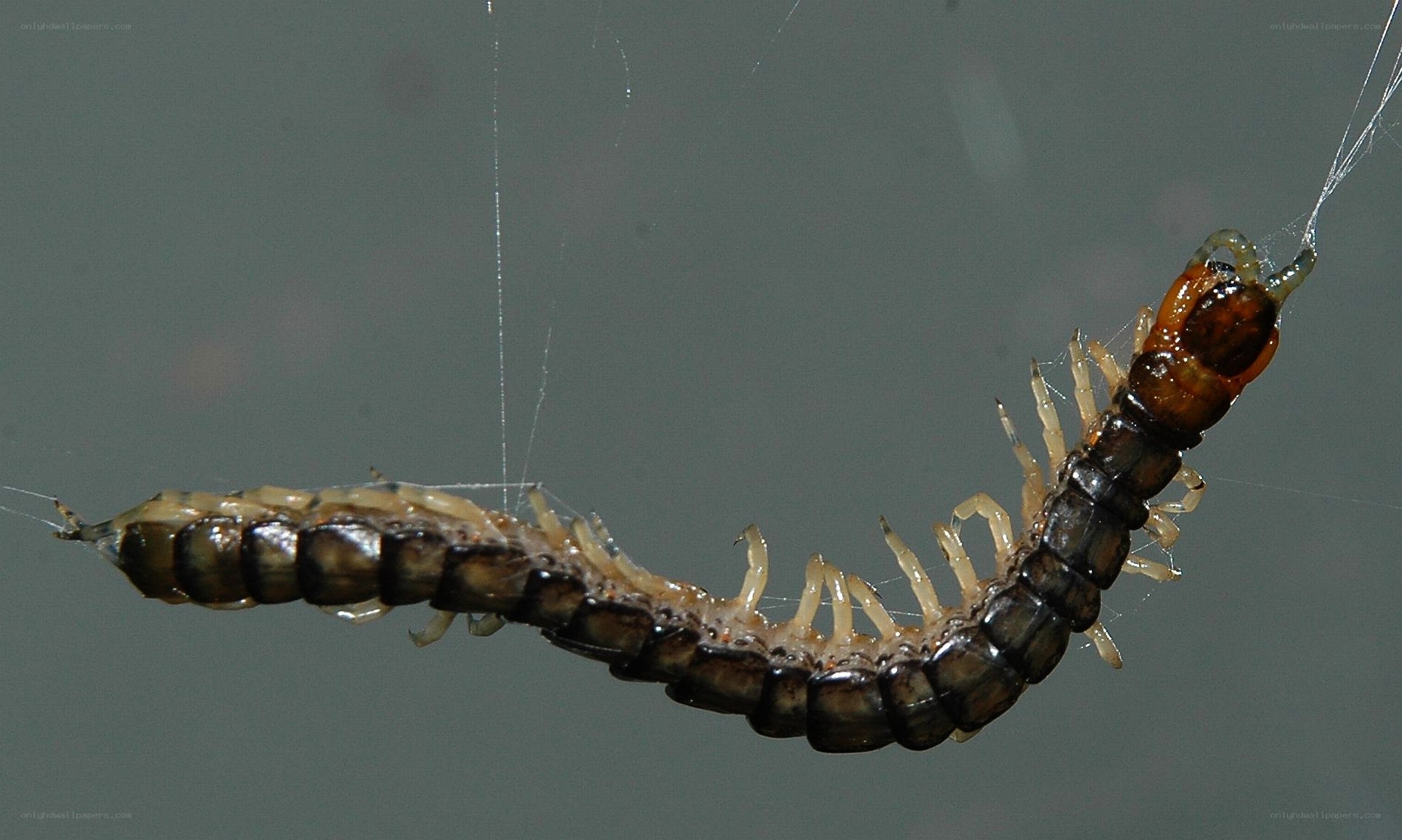 centipede on a web