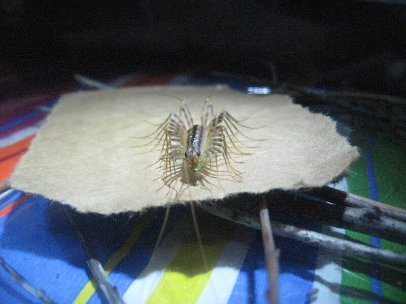 centipede on paper