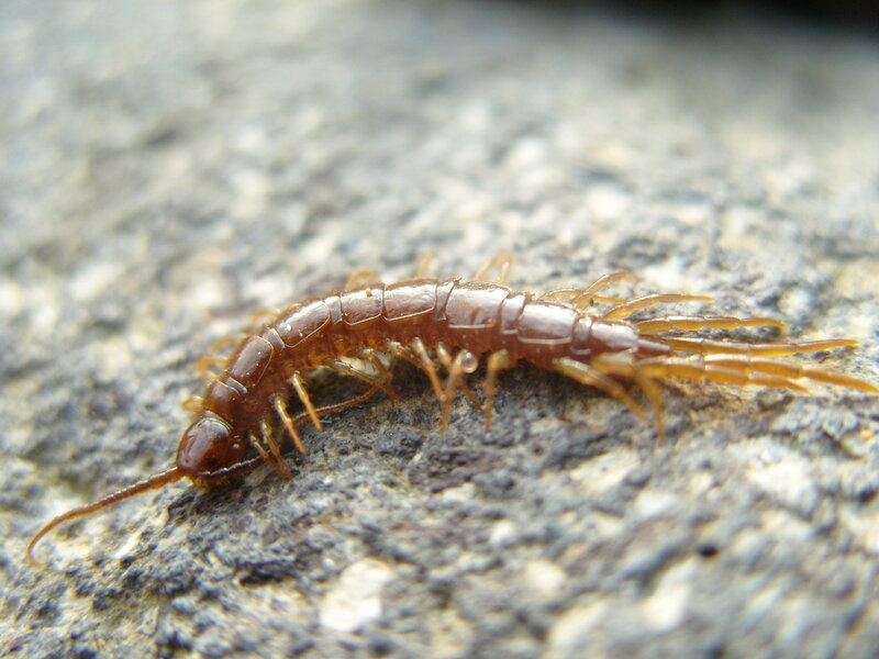 Centipede on Rock