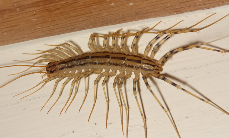 Centipede on Wall