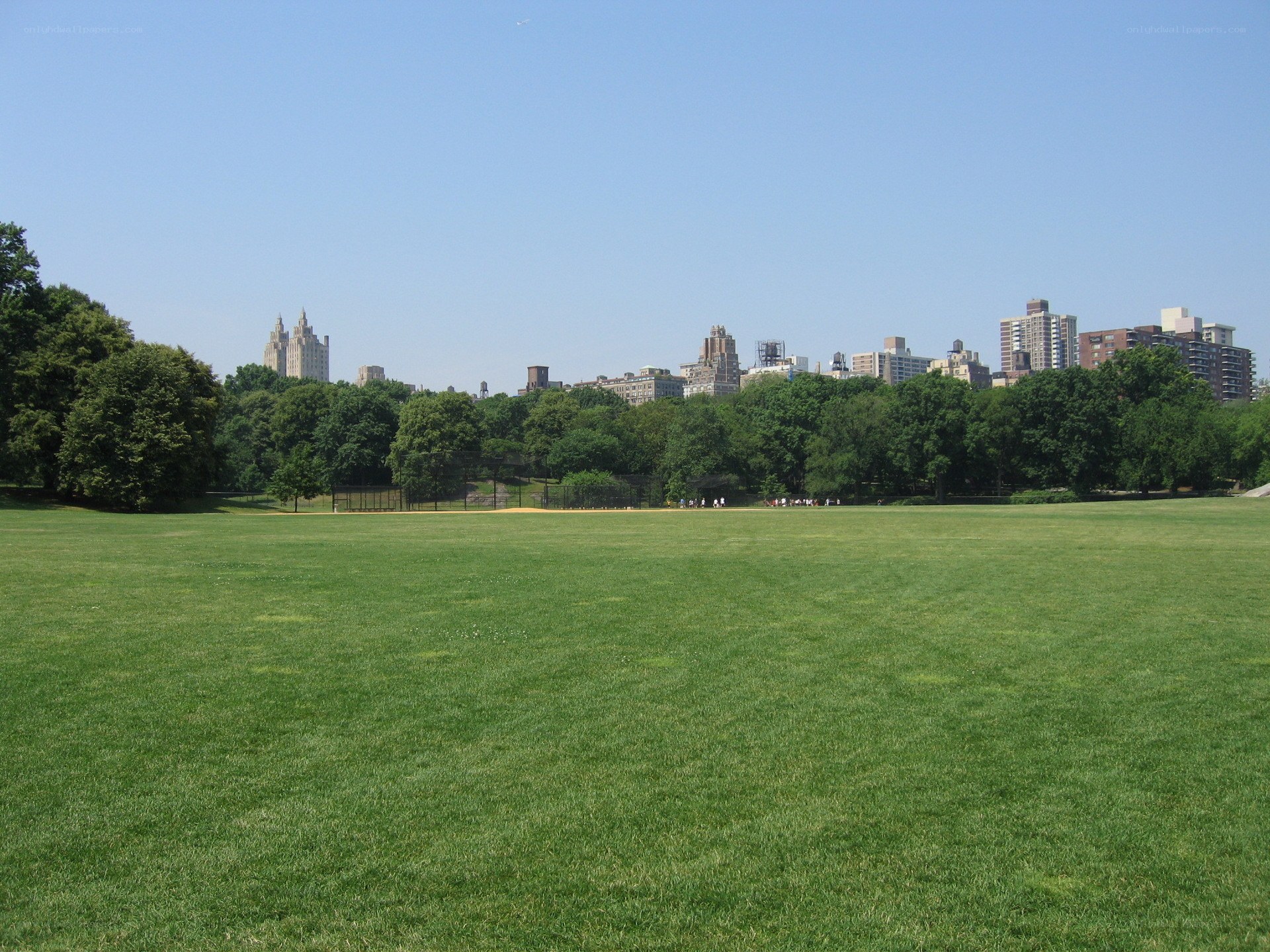 Central Park grassy field