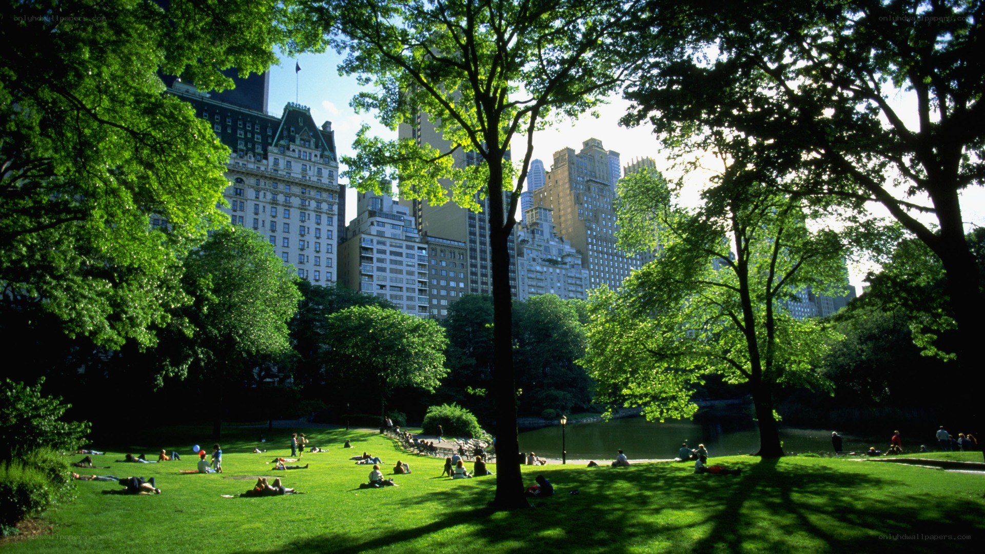 Central Park on a sunny day